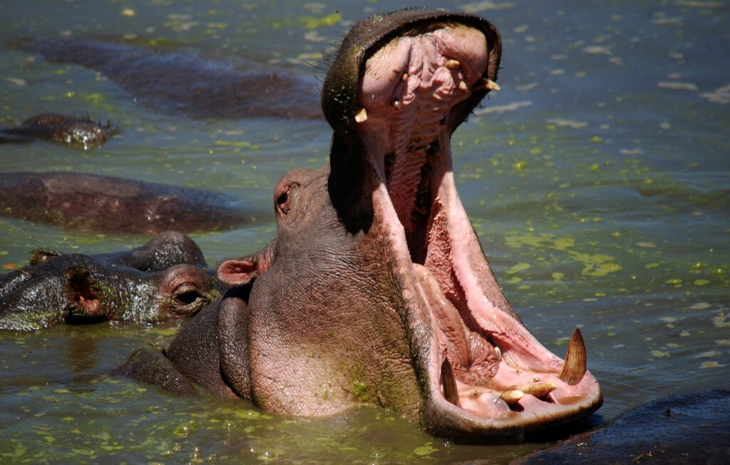 Hippo at Lake Manyara National Park