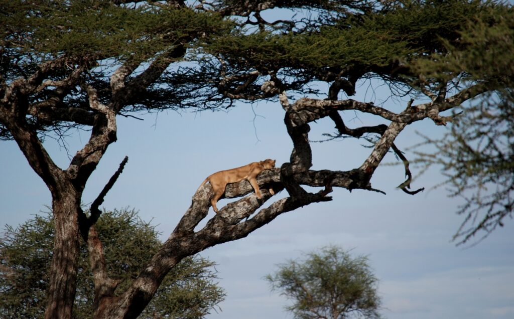 Lion sleeping at Lake Manyara National Park
