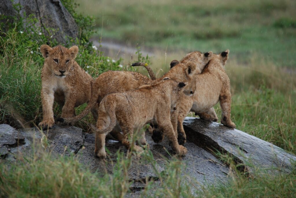 Lion Cubs in Serengeti Nationalpark | Safari