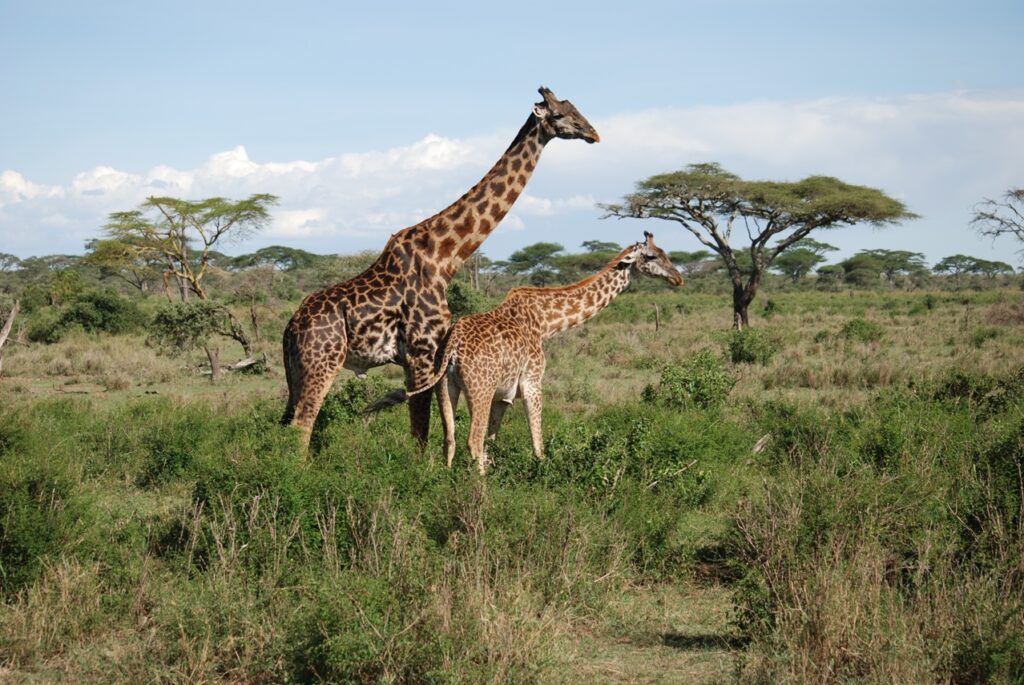 Giraffes at Tarangire Nationalpark | Tanzania