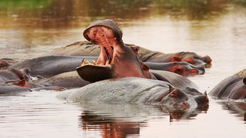 Hippo in southern Tanzania National Parks