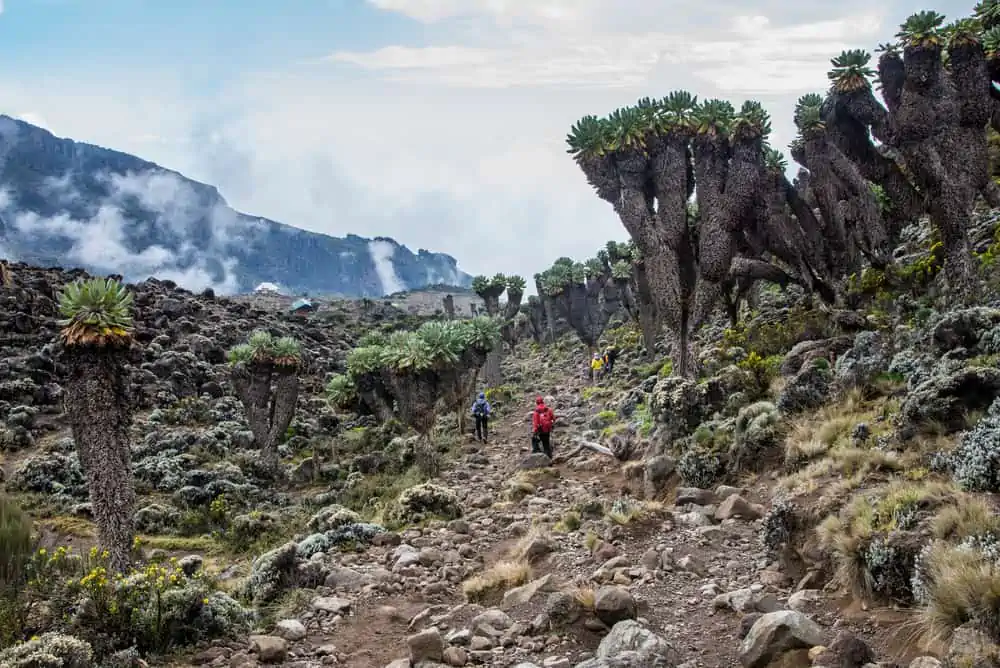 Barranco Valley | Kilimanjaro Trekking