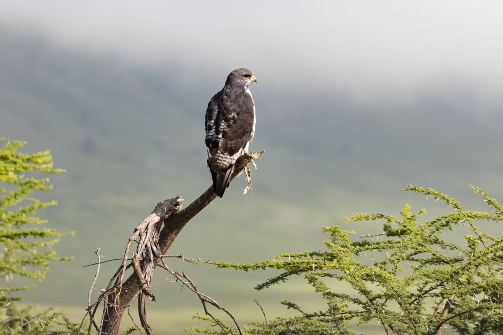 Bird at Ngorongoro Conservation Area