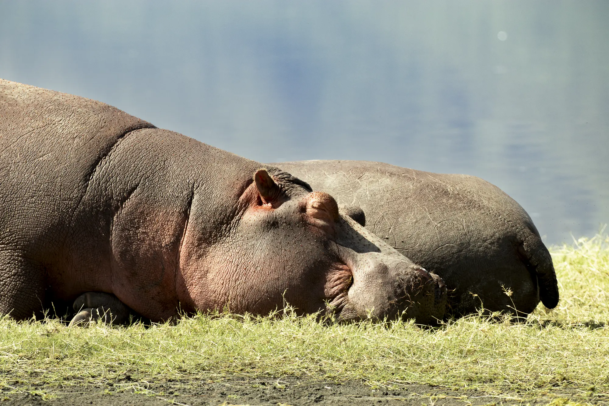 Hippos at Ngorongoro Conservation Area