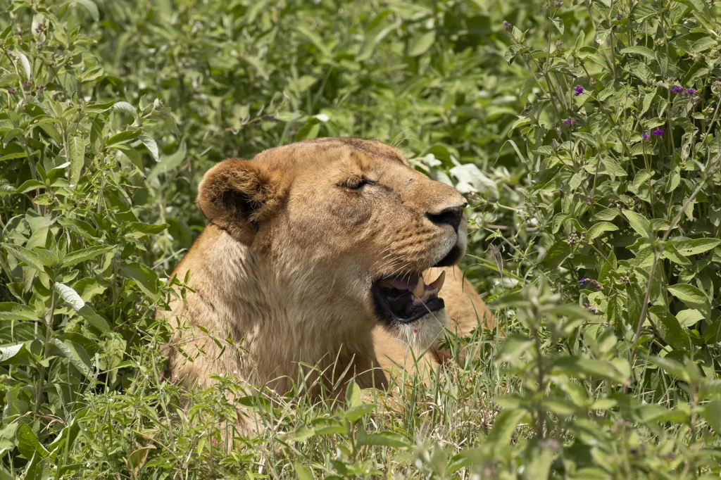 Lioness at Ngorongoro Conservation Area