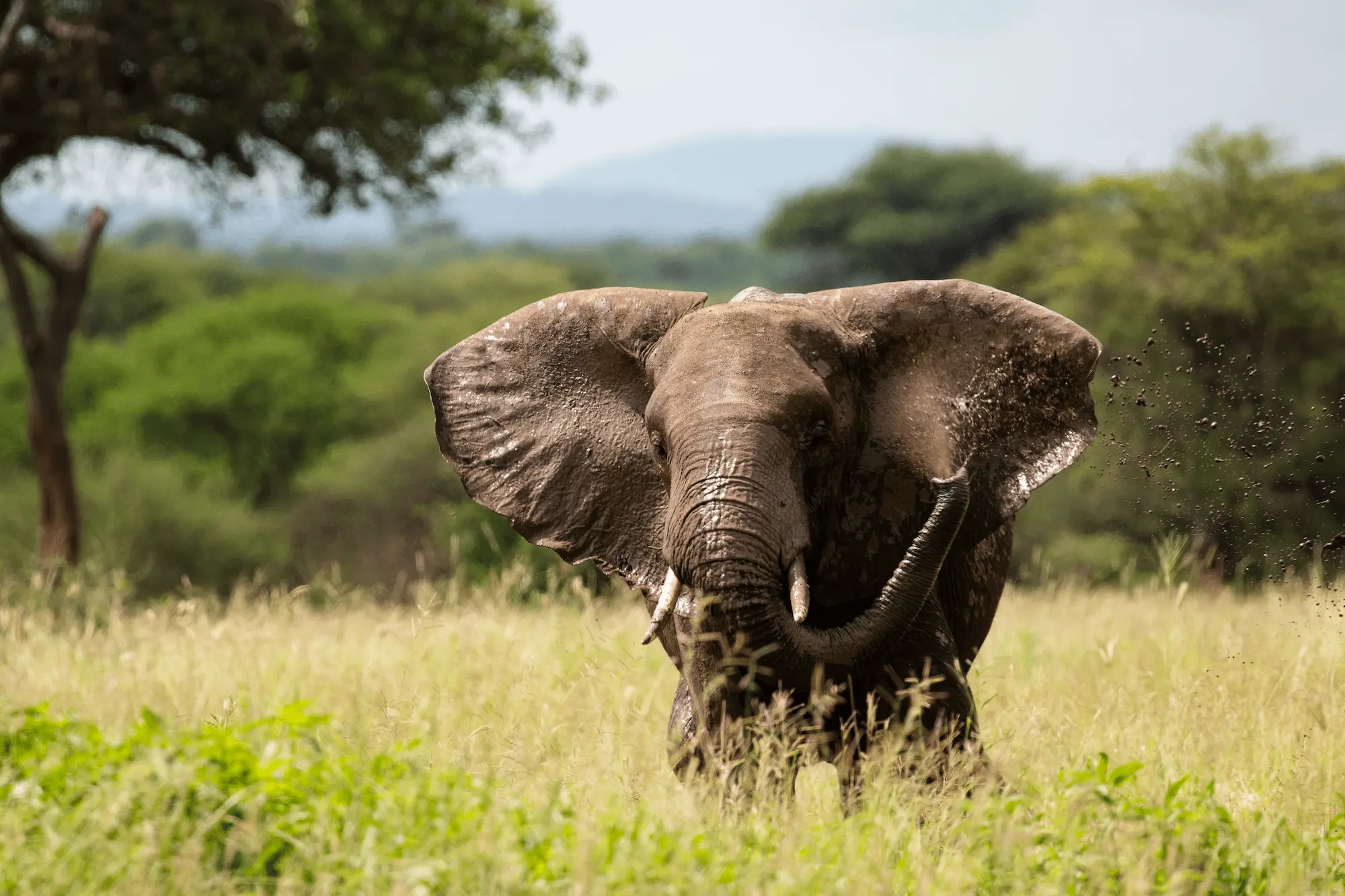 Elephant playing with water in Tarangire National Park | Budget Safari