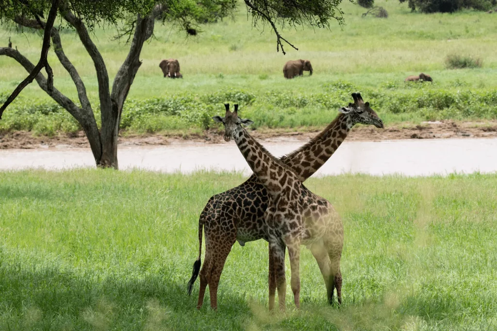 Giraffes at Tarangire National Park