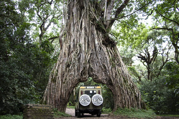 Ona Safari Jeep under a huge fig tree in Arusha nationalpark | Northern Safari Tanzania