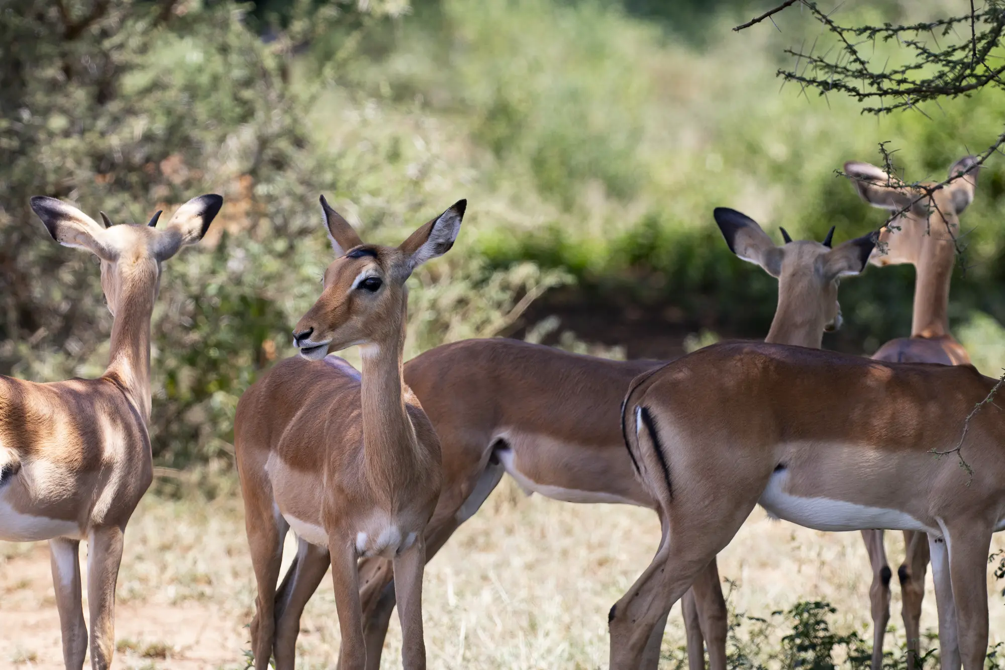 Impalas in the shade