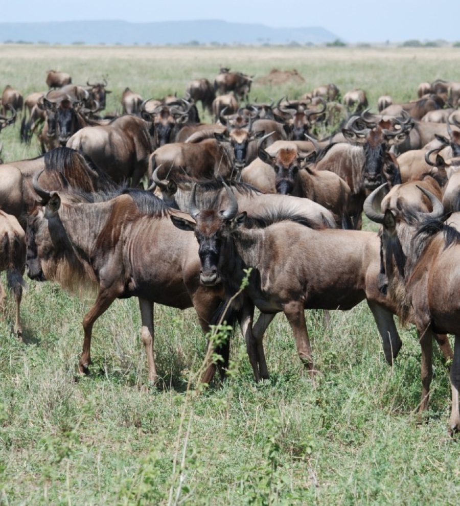 Migration of Gnus at Serengeti National Park