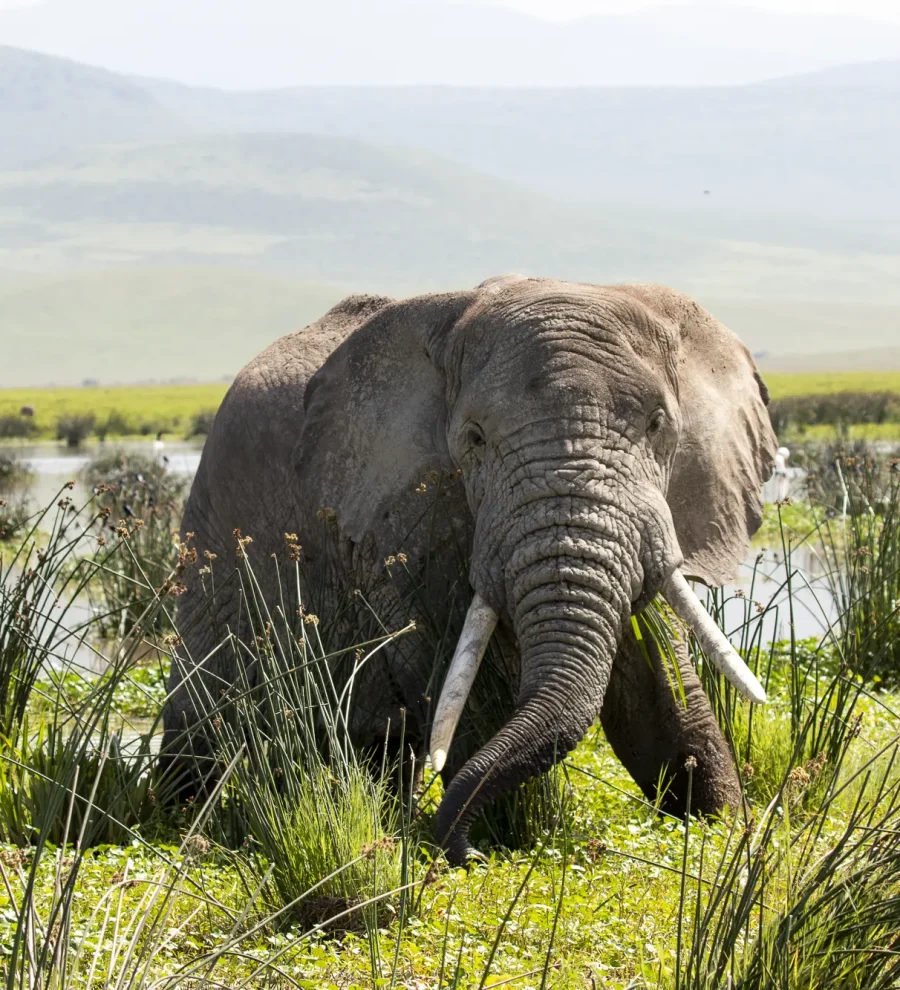 Elephant playing at Ngorongoro Conservation Area | Tanzania National Parks