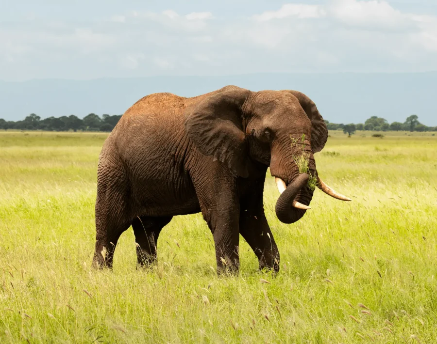 Elephant bull in Tarangire National Park